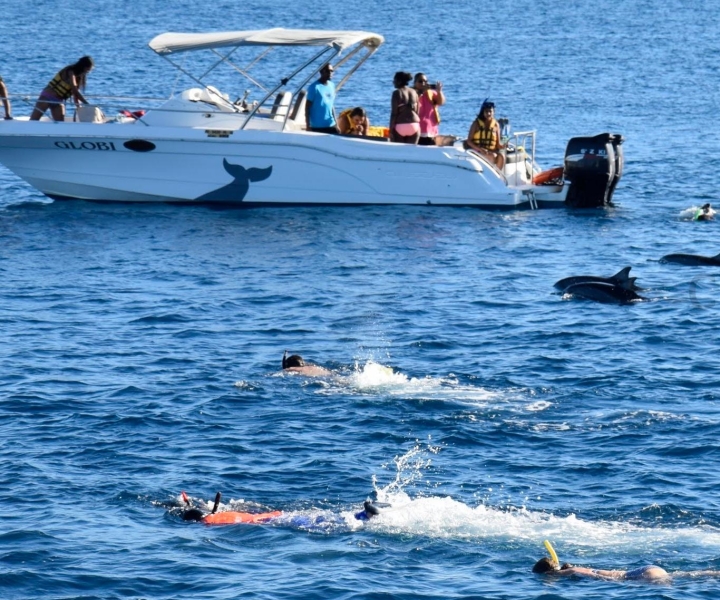 Black River Swim with Dolphins Speedboat Tour