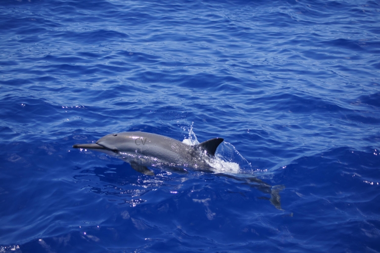 Tour en lancha motora: baño con delfines en Black RiverTour con punto de encuentro