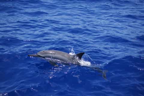 benitiers island shared swimming with dolphins and bbq