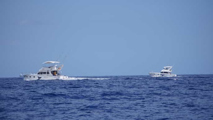 black river dolphin watching and snorkeling with lunch