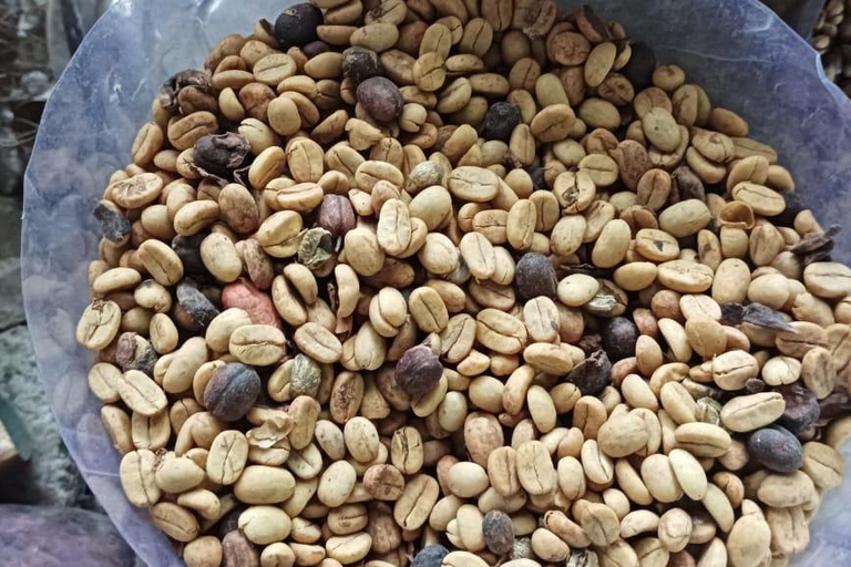 Higuey discovery, coffee and cocoa tasting from punta cana