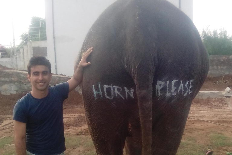 Jaipur: Hathi Gaon Elephant Riding Painting-Feeding Activity Photography with Elephant