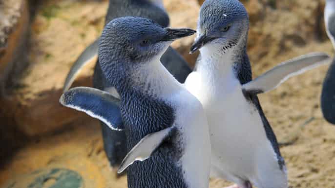penguin island ferry and discovery centre tickets