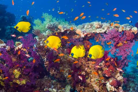 Hurghada: Diving or Snorkeling Boat Tour with Lunch & Drinks