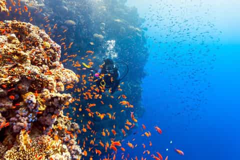 Hurghada: Diving or Snorkeling Boat Tour with Lunch & Drinks