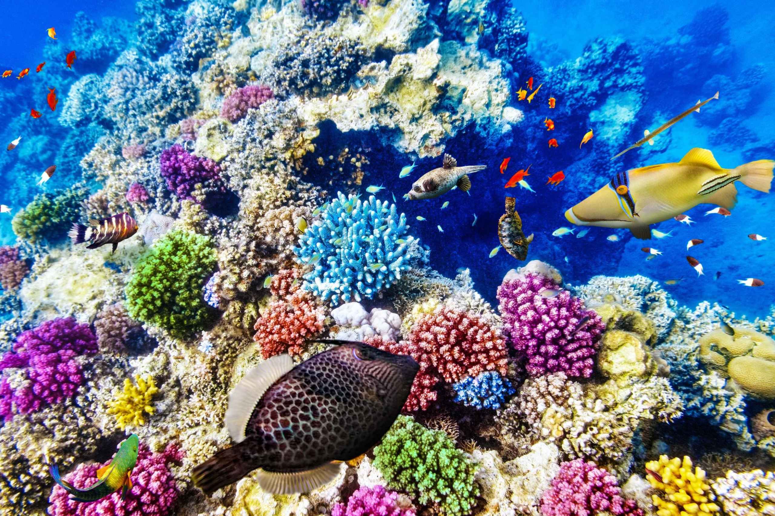 Подводный кораллы и рифы