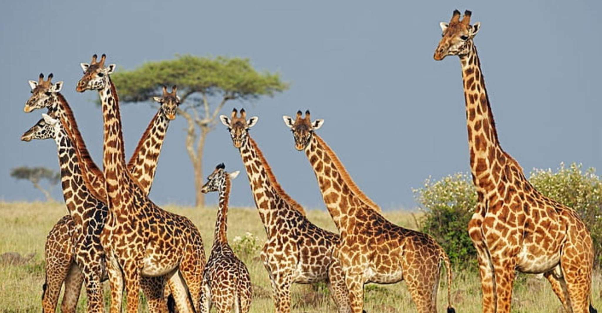 Isimangaliso Wetlands Park Ganztägige Tour von Durban - Hizvo
