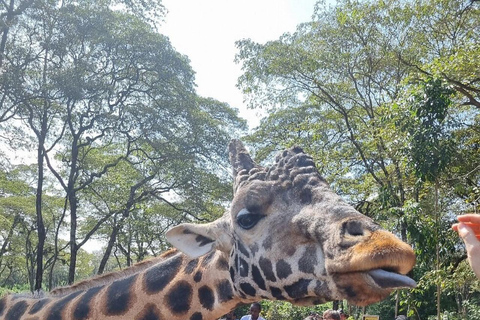 Langata: Rare Rothschild Giraffes Feeding Experience
