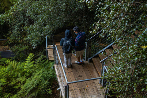 Private Blue Mountains, Scenic World & Wentworth Falls Tour Fully Private & Premium Experience