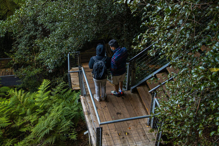Private Blue Mountains, Scenic World & Wentworth Falls Tour Fully Private & Premium Experience