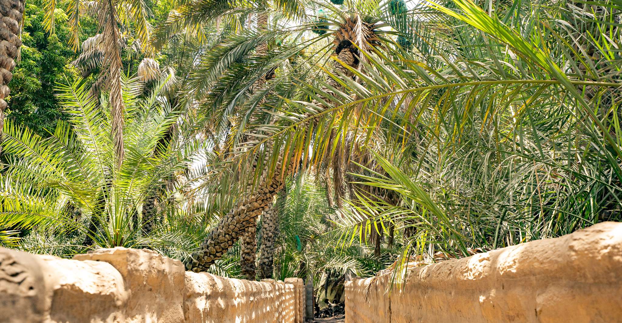 Abu Dhabi, Full-Day Al Ain Tour met toegangskaarten en maaltijden - Hizvo