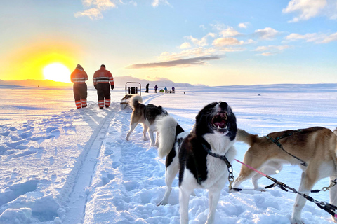 Island-Husky-Tour – Fahrt- und Kuschel-ErlebnisIsland: Husky-Schlittenfahrt und Kuschelerlebnis