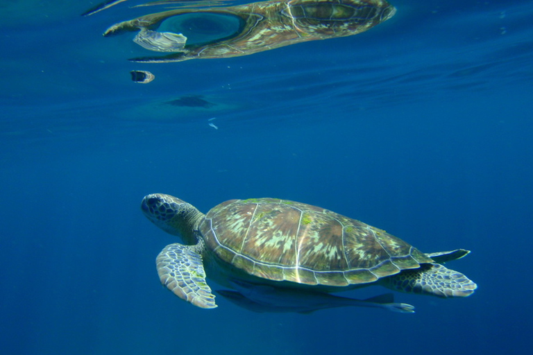 De Khao Lak: mergulho de dia inteiro nas ilhas Similan