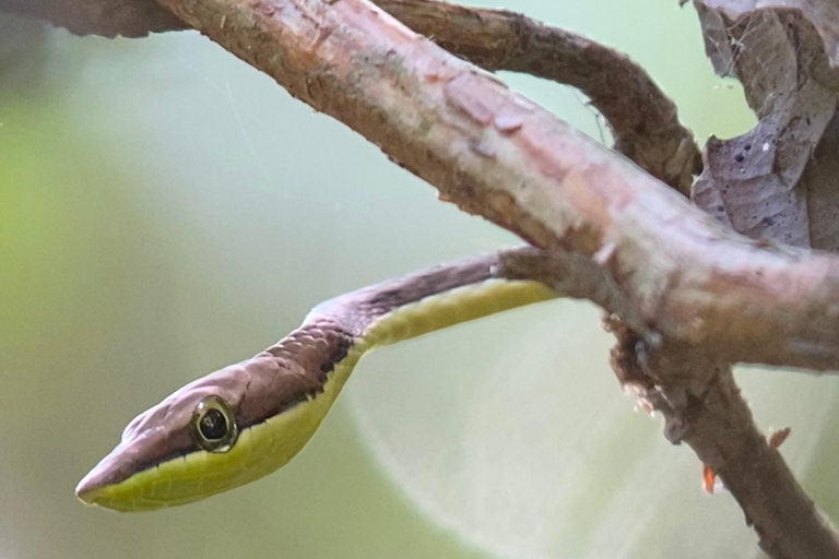 Manuel Antonio Park: Geführter Rundgang mit einem NaturalistenPrivate Tour