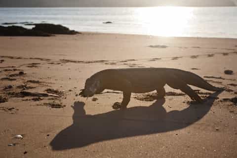From Labuan Bajo: Day Trip to Komodo and Rinca Island