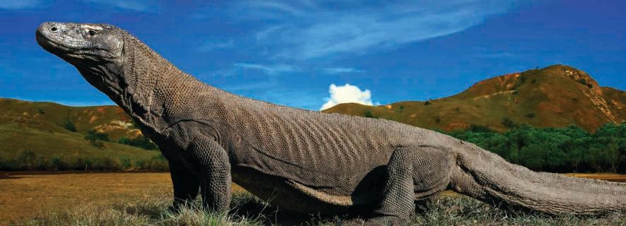 Komodo Islands: Private 2-Day Tour with Boat Stay