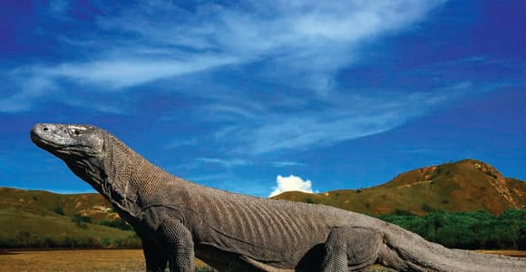 Indonesia Wildlife Adventure: Encounters with Exotic Creatures - The Mysterious Dragons of Komodo Island