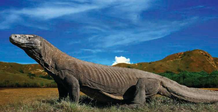 Komodo Islands Private 2 Day Tour with Boat Stay GetYourGuide