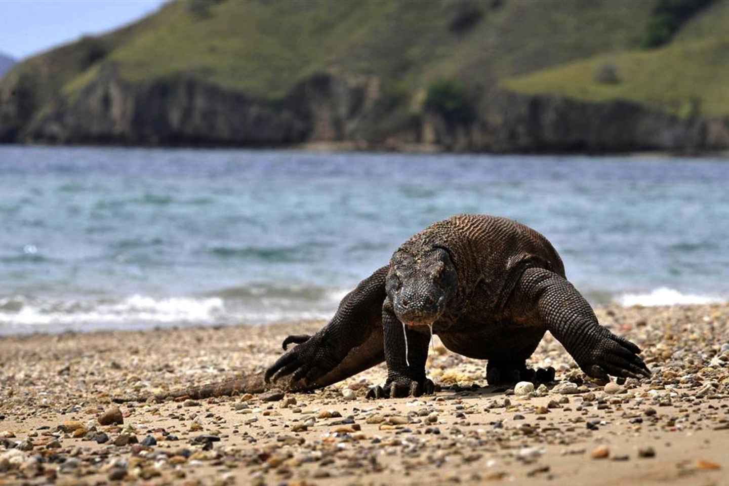 Komodo-Inseln: Private 3-Tagestour mit Boot & Hotel