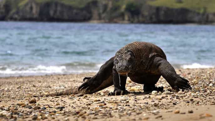 komodo island private 3day tour with boat hotel stay