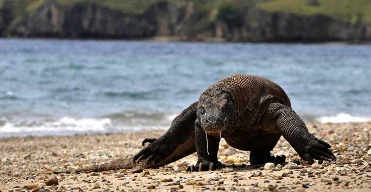 Komodo Island Private 3 Day Tour with Boat & Hotel Stay GetYourGuide