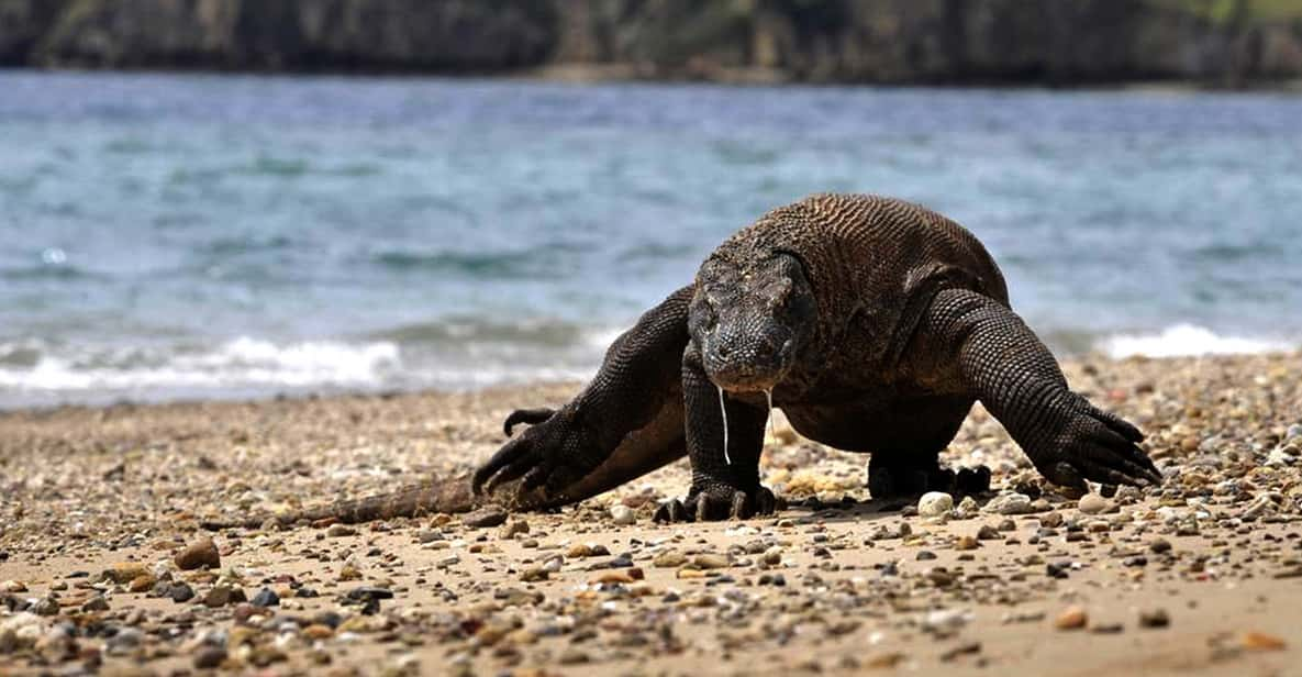 Komodo Island: Private 3-Day Tour with Boat & Hotel Stay | GetYourGuide