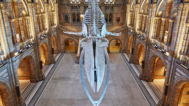 Londres Visita Al Museo De Historia Natural Getyourguide 9005