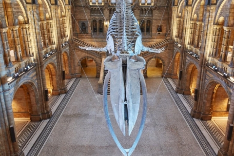 London: Führung ohne Anstehen im Natural History MuseumFührung im Natural History Museum: Private Tour