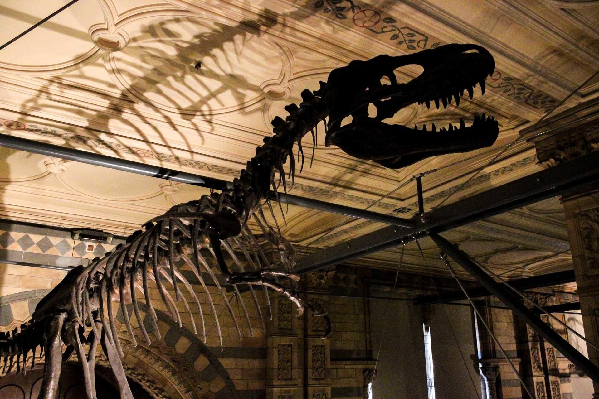 London: Führung durchs Naturkundemuseum