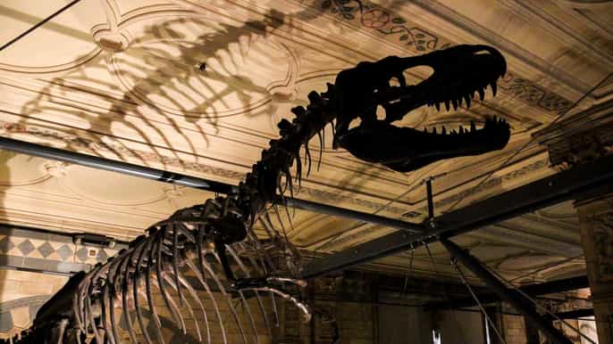 recorrido sin colas por el museo de historia natural de londres