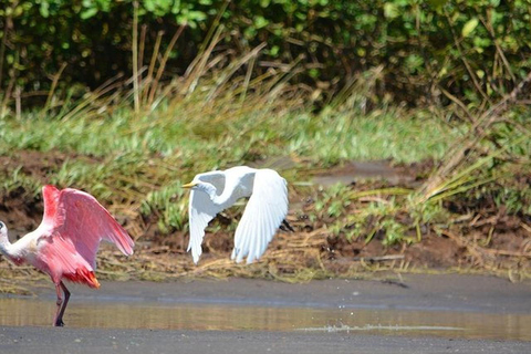 Puntarenas : excursion safari dans la faune et la rivièrePuntarenas : Excursion safari dans la nature et sur le fleuve