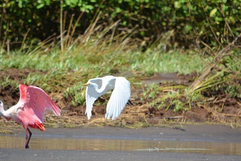 Puntarenas : excursion safari dans la faune et la rivièrePuntarenas : Excursion safari dans la nature et sur le fleuve
