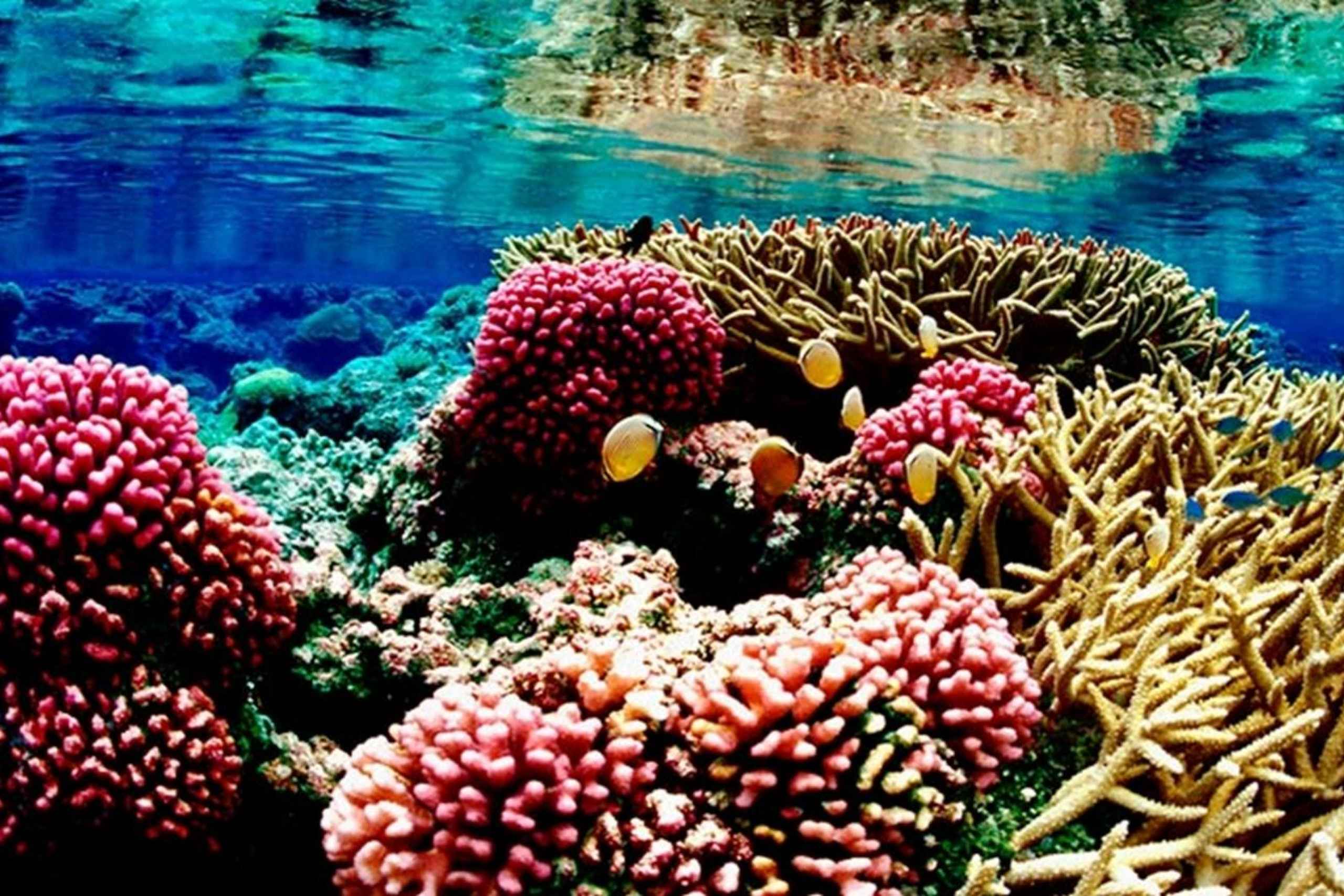Коралловый сад цветы фото