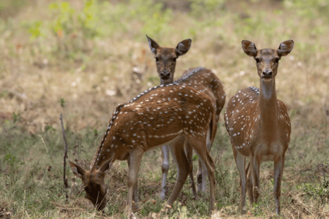 Anuradhapura: Wilpattu Safari, Kalu Diya Pokuna & Mihintale Stranded Budget Package