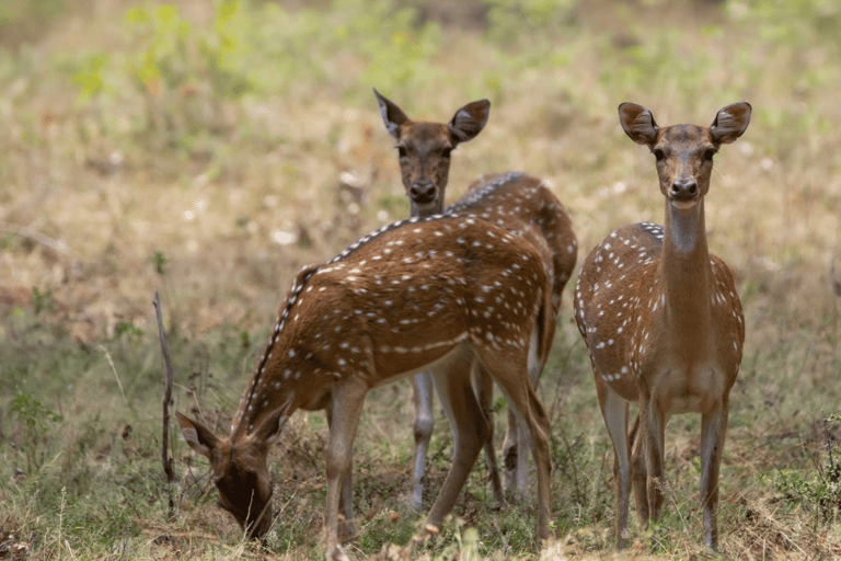 Anuradhapura: Wilpattu Safari, Kalu Diya Pokuna & Mihintale Stranded Budget Package