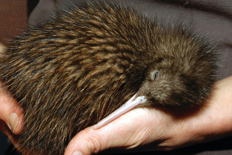 Auckland: Półdniowa wycieczka do doliny geotermalnej Rotorua