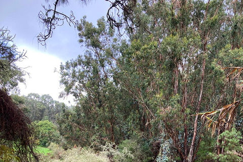 Grande Canarie : excursion dans la forêt de LaurisilvaGrande Canarie : excursion dans la forêt de Laurissilva