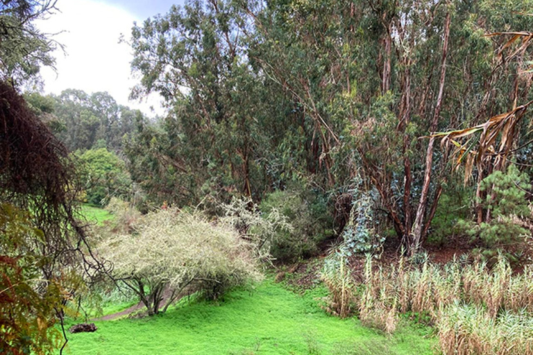 Grande Canarie : excursion dans la forêt de LaurisilvaGrande Canarie : excursion dans la forêt de Laurissilva