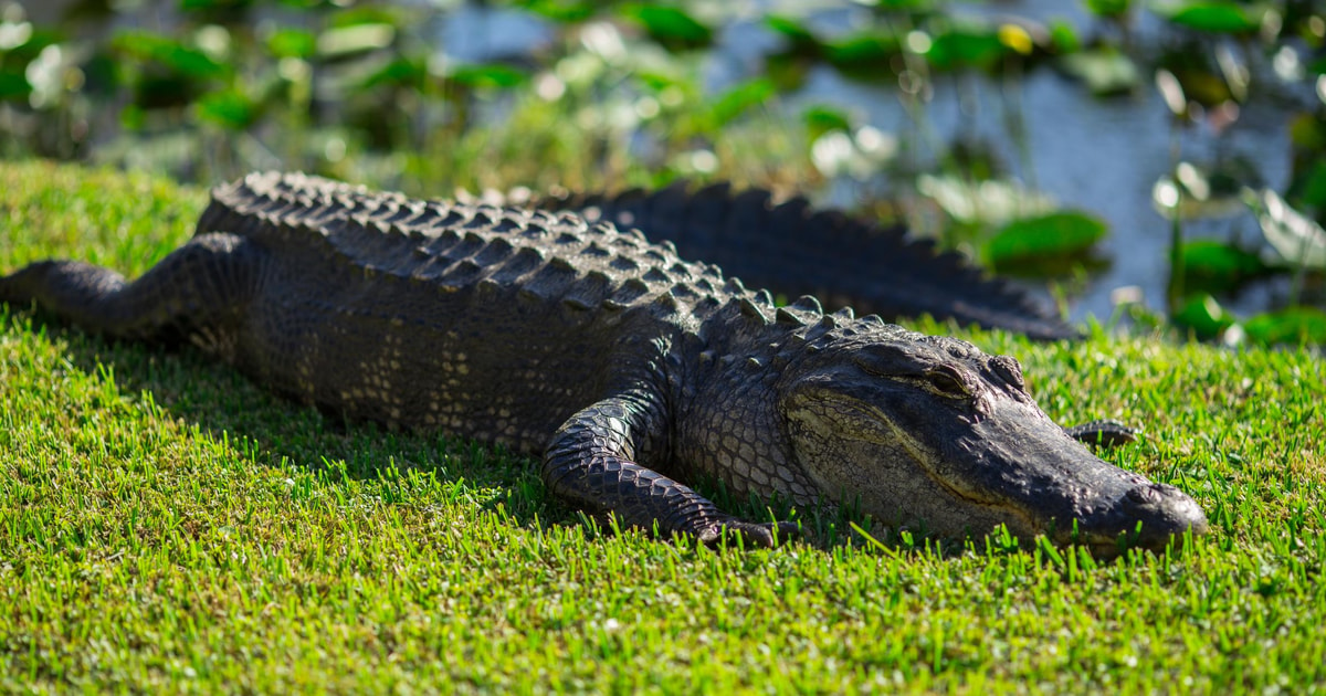 from-miami-everglades-park-airboat-ride-wildlife-show-getyourguide