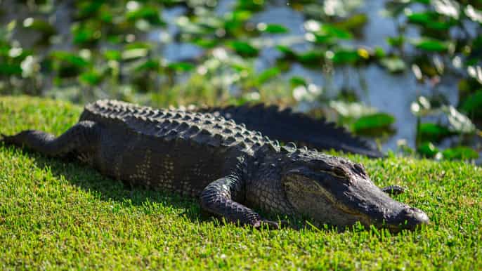miami tour in idroscivolante e show a everglades