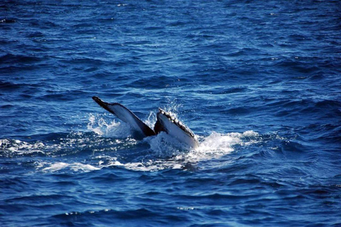 Whale Watching &amp; Safari Tour to Montaña Redonda