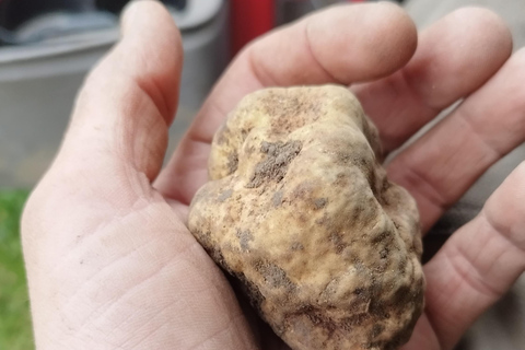 Belgrade: Truffle Hunting Tour With Dogs, Lunch & Wine