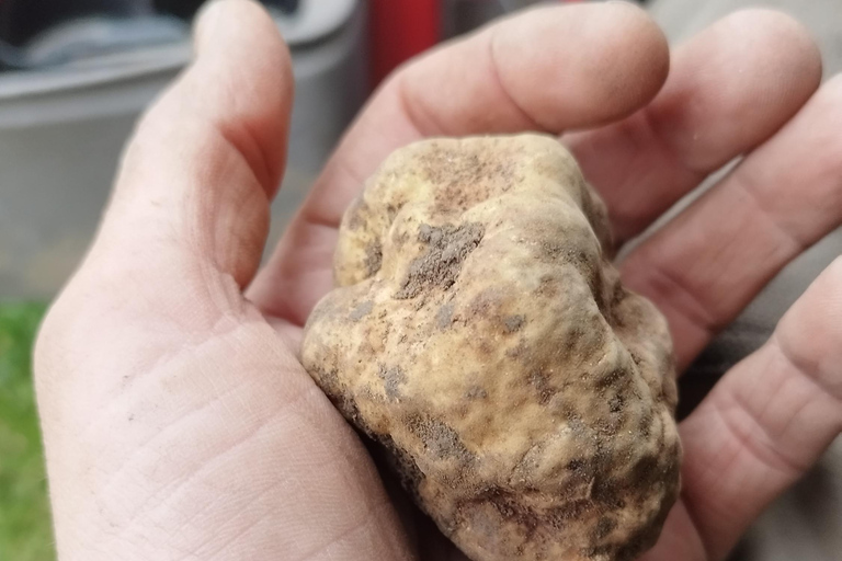 Belgrade: Truffle Hunting Tour With Dogs, Lunch & Wine