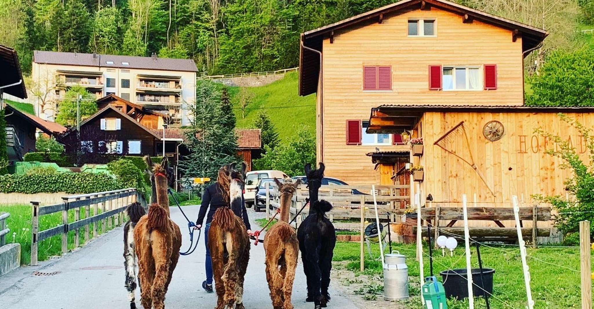 Triesenberg, Passeggiata con un lama tra le bellissime montagne - Hizvo