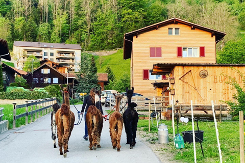 Triesenberg: Vandra med lamor i bergen