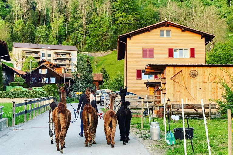 Triesenberg: Vandra med lamor i bergen