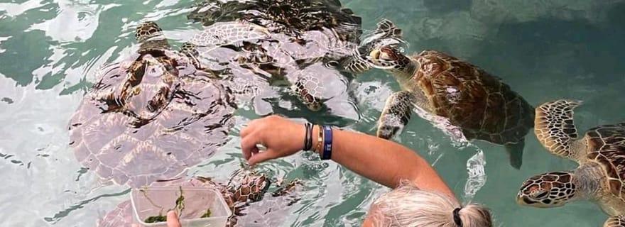 Stone Town, la forêt de Jozani, les tortues de mer et le restaurant The Rock