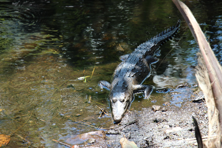 Safari Through the manfroves in Ventanilla, Oaxaca