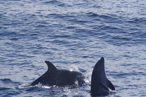 Funchal: Dolphin and Whale Watching by Luxury Catamaran