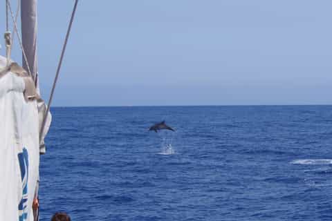 Funchal: oglądanie delfinów i wielorybów z katamaranu